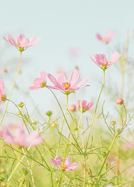 Knjižara Nova Osijek